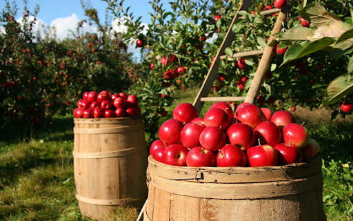 The box is full of apples from Chrome web store to be run with OffiDocs Chromium online The box is full of apples from Chrome web store to be run with OffiDocs Chromium online