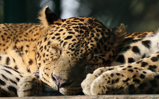 The cubs slept soundly from Chrome web store to be run with OffiDocs Chromium online The cubs slept soundly from Chrome web store to be run with OffiDocs Chromium online