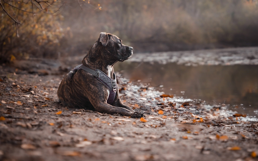 The doglies by the lake from Chrome web store to be run with OffiDocs Chromium online The doglies by the lake from Chrome web store to be run with OffiDocs Chromium online