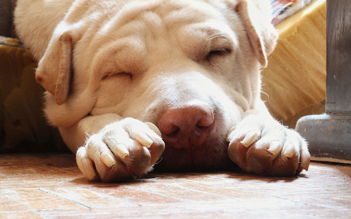 The dog slept soundly from Chrome web store to be run with OffiDocs Chromium online The dog slept soundly from Chrome web store to be run with OffiDocs Chromium online