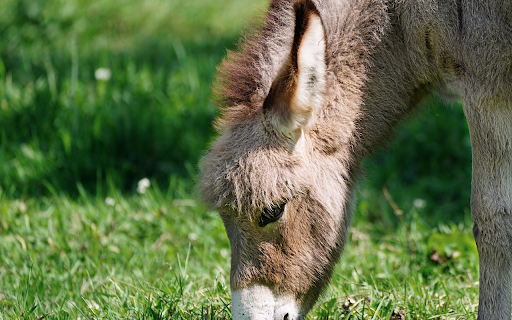 The donkey ate his fill of grass from Chrome web store to be run with OffiDocs Chromium online The donkey ate his fill of grass from Chrome web store to be run with OffiDocs Chromium online
