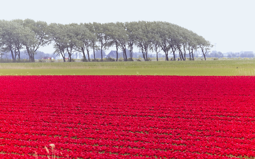 The fields are glowing pink from Chrome web store to be run with OffiDocs Chromium online The fields are glowing pink from Chrome web store to be run with OffiDocs Chromium online