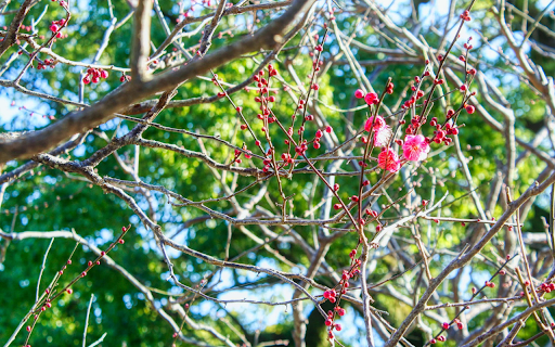 The flowers are budding from Chrome web store to be run with OffiDocs Chromium online The flowers are budding from Chrome web store to be run with OffiDocs Chromium online