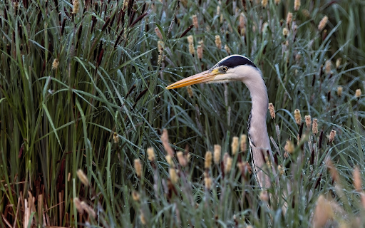 The Heron in the Grass from Chrome web store to be run with OffiDocs Chromium online The Heron in the Grass from Chrome web store to be run with OffiDocs Chromium online