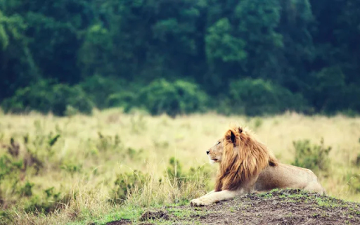The Majestic Lion from Chrome web store to be run with OffiDocs Chromium online The Majestic Lion from Chrome web store to be run with OffiDocs Chromium online