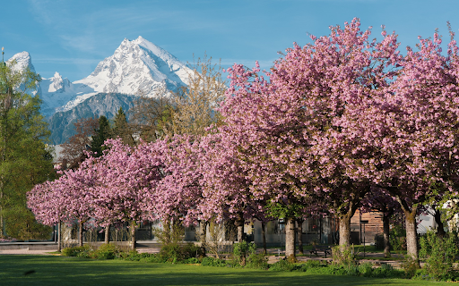 The rows of trees are straight from Chrome web store to be run with OffiDocs Chromium online The rows of trees are straight from Chrome web store to be run with OffiDocs Chromium online