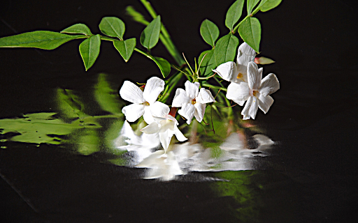 The shadow of a flower branch from Chrome web store to be run with OffiDocs Chromium online The shadow of a flower branch from Chrome web store to be run with OffiDocs Chromium online