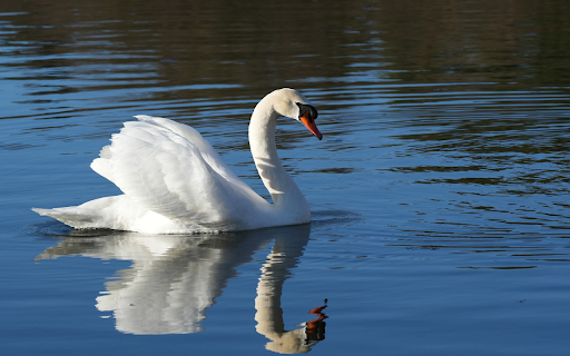 The swan and the shadow from Chrome web store to be run with OffiDocs Chromium online The swan and the shadow from Chrome web store to be run with OffiDocs Chromium online
