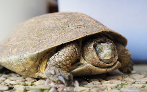 The turtle slept soundly from Chrome web store to be run with OffiDocs Chromium online The turtle slept soundly from Chrome web store to be run with OffiDocs Chromium online