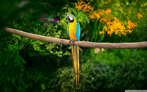 The Vibrant Parrot from Chrome web store to be run with OffiDocs Chromium online The Vibrant Parrot from Chrome web store to be run with OffiDocs Chromium online