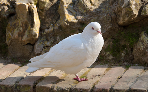 The white dove stands on one leg from Chrome web store to be run with OffiDocs Chromium online The white dove stands on one leg from Chrome web store to be run with OffiDocs Chromium online