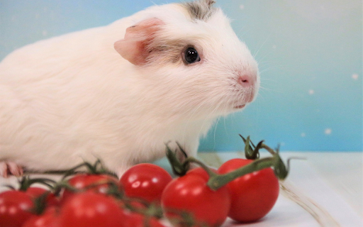 The white mouse and the tomato from Chrome web store to be run with OffiDocs Chromium online The white mouse and the tomato from Chrome web store to be run with OffiDocs Chromium online