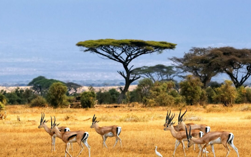 Thomson’s Gazelle: The Swift Runner of the Grasslands from Chrome web store to be run with OffiDocs Chromium online Thomson’s Gazelle: The Swift Runner of the Grasslands from Chrome web store to be run with OffiDocs Chromium online
