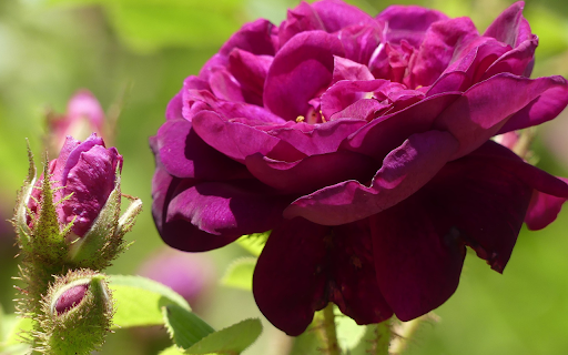 Thorny Rose from Chrome web store to be run with OffiDocs Chromium online Thorny Rose from Chrome web store to be run with OffiDocs Chromium online
