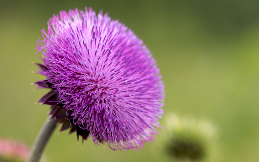 Thousand Petal Flower from Chrome web store to be run with OffiDocs Chromium online Thousand Petal Flower from Chrome web store to be run with OffiDocs Chromium online