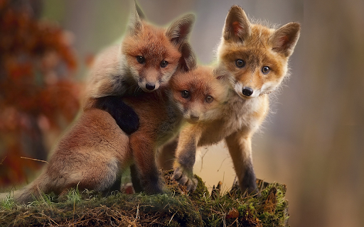 Three mischievous foxes from Chrome web store to be run with OffiDocs Chromium online Three mischievous foxes from Chrome web store to be run with OffiDocs Chromium online