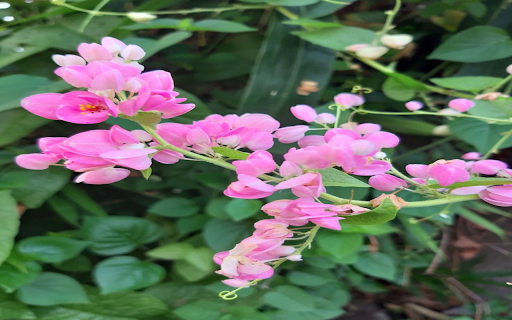 Tiger flower wallpaper from Chrome web store to be run with OffiDocs Chromium online Tiger flower wallpaper from Chrome web store to be run with OffiDocs Chromium online