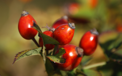 Tầm Xuân – Nature’s Vibrant Gem from Chrome web store to be run with OffiDocs Chromium online Tầm Xuân – Nature’s Vibrant Gem from Chrome web store to be run with OffiDocs Chromium online