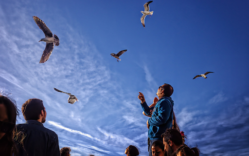 Tourists watch birds from Chrome web store to be run with OffiDocs Chromium online Tourists watch birds from Chrome web store to be run with OffiDocs Chromium online