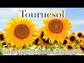Tournesol Extension from Chrome web store to be run with OffiDocs Chromium online Tournesol Extension from Chrome web store to be run with OffiDocs Chromium online