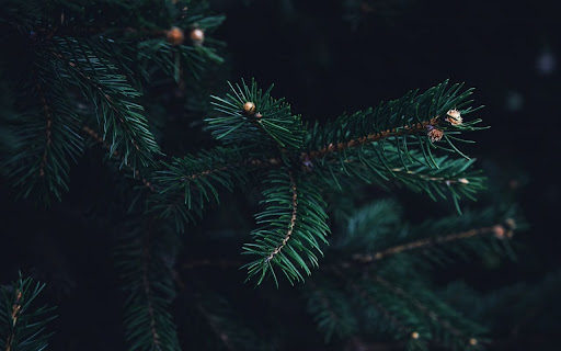 Tree Theme from Chrome web store to be run with OffiDocs Chromium online Tree Theme from Chrome web store to be run with OffiDocs Chromium online