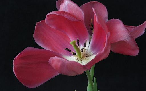 tulip blooming from Chrome web store to be run with OffiDocs Chromium online tulip blooming from Chrome web store to be run with OffiDocs Chromium online