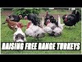 Turkey Ranch from Chrome web store to be run with OffiDocs Chromium online Turkey Ranch from Chrome web store to be run with OffiDocs Chromium online