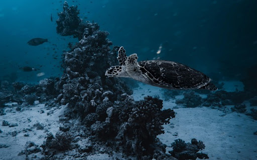 TURTLE Theme from Chrome web store to be run with OffiDocs Chromium online TURTLE Theme from Chrome web store to be run with OffiDocs Chromium online