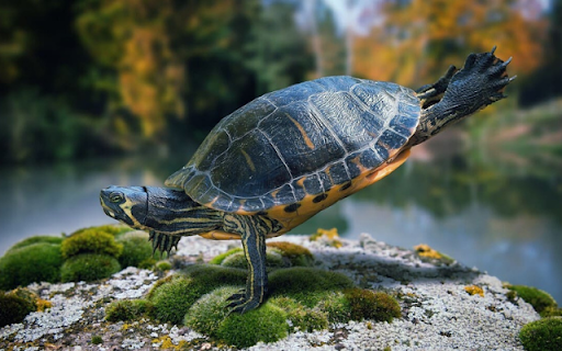 Turtle: The Wise and Resilient Slow Mover from Chrome web store to be run with OffiDocs Chromium online Turtle: The Wise and Resilient Slow Mover from Chrome web store to be run with OffiDocs Chromium online