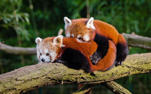 Two bears lying on a tree from Chrome web store to be run with OffiDocs Chromium online Two bears lying on a tree from Chrome web store to be run with OffiDocs Chromium online