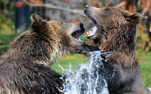 Two giant bears from Chrome web store to be run with OffiDocs Chromium online Two giant bears from Chrome web store to be run with OffiDocs Chromium online