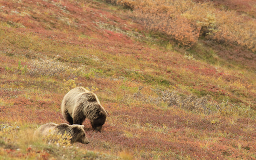 Two grizzly bears from Chrome web store to be run with OffiDocs Chromium online Two grizzly bears from Chrome web store to be run with OffiDocs Chromium online