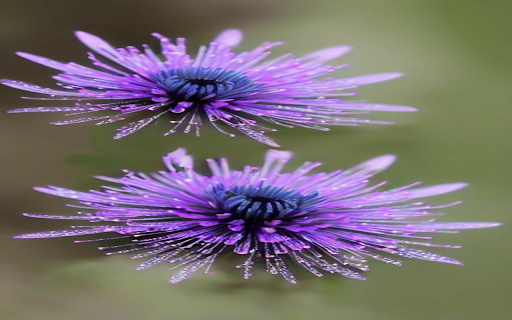 Two purple flowers wallpaper from Chrome web store to be run with OffiDocs Chromium online Two purple flowers wallpaper from Chrome web store to be run with OffiDocs Chromium online