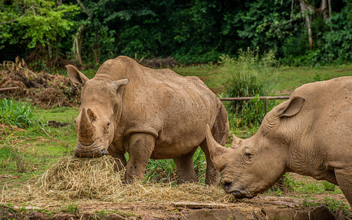 Two Rhinos Eating Hay from Chrome web store to be run with OffiDocs Chromium online Two Rhinos Eating Hay from Chrome web store to be run with OffiDocs Chromium online