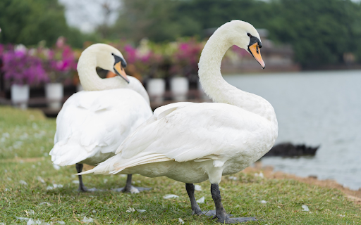 Two swans by the lake from Chrome web store to be run with OffiDocs Chromium online Two swans by the lake from Chrome web store to be run with OffiDocs Chromium online