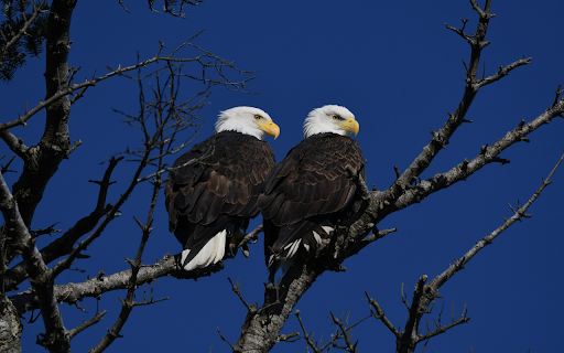 Two white headed birds from Chrome web store to be run with OffiDocs Chromium online Two white headed birds from Chrome web store to be run with OffiDocs Chromium online
