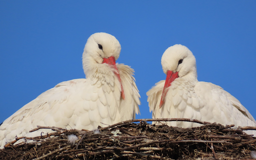 Two White Storks from Chrome web store to be run with OffiDocs Chromium online Two White Storks from Chrome web store to be run with OffiDocs Chromium online