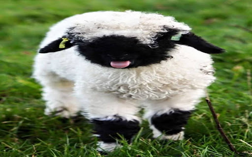 Valais Blacknose wallpaper from Chrome web store to be run with OffiDocs Chromium online Valais Blacknose wallpaper from Chrome web store to be run with OffiDocs Chromium online