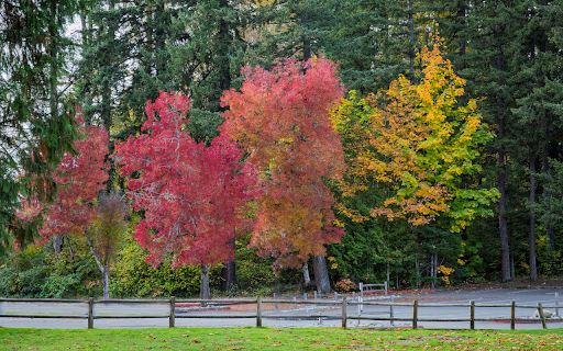 Vibrant Autumn Red Maple Leaves Sunlit Outdoors from Chrome web store to be run with OffiDocs Chromium online Vibrant Autumn Red Maple Leaves Sunlit Outdoors from Chrome web store to be run with OffiDocs Chromium online