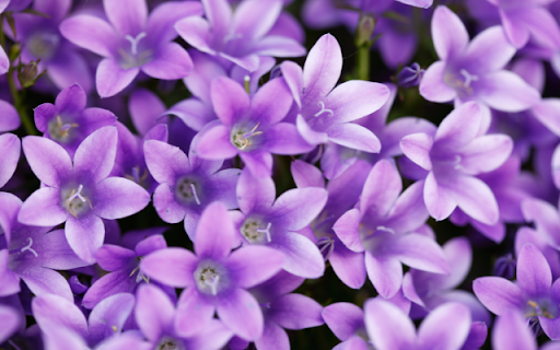 Violet Flower Theme from Chrome web store to be run with OffiDocs Chromium online Violet Flower Theme from Chrome web store to be run with OffiDocs Chromium online