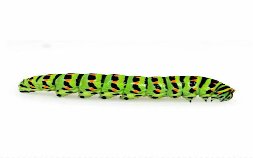 wallpaper of a spotted green caterpillar from Chrome web store to be run with OffiDocs Chromium online wallpaper of a spotted green caterpillar from Chrome web store to be run with OffiDocs Chromium online