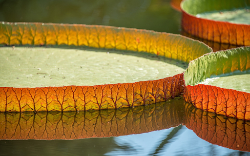 Water basket leaves from Chrome web store to be run with OffiDocs Chromium online Water basket leaves from Chrome web store to be run with OffiDocs Chromium online