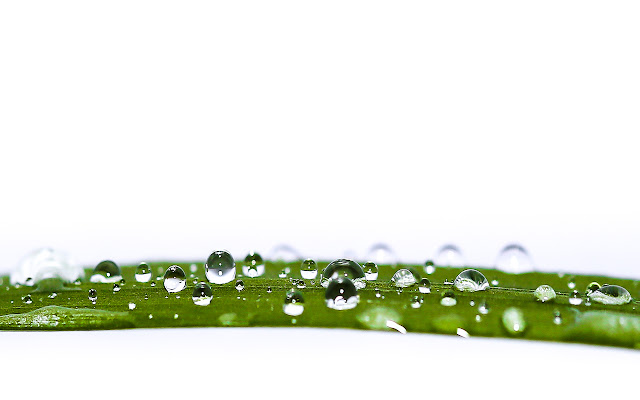 Water Drop on leaf from Chrome web store to be run with OffiDocs Chromium online Water Drop on leaf from Chrome web store to be run with OffiDocs Chromium online