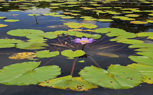 Water lily in lotus pond wallpaper from Chrome web store to be run with OffiDocs Chromium online Water lily in lotus pond wallpaper from Chrome web store to be run with OffiDocs Chromium online