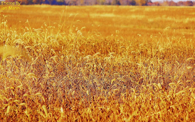 Wheat Fields from Chrome web store to be run with OffiDocs Chromium online Wheat Fields from Chrome web store to be run with OffiDocs Chromium online