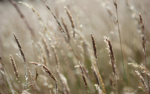 Whispering Grasses from Chrome web store to be run with OffiDocs Chromium online Whispering Grasses from Chrome web store to be run with OffiDocs Chromium online