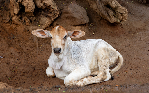 White calf from Chrome web store to be run with OffiDocs Chromium online White calf from Chrome web store to be run with OffiDocs Chromium online