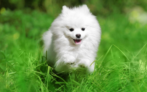 White Dog: A Symbol of Purity and Loyalty from Chrome web store to be run with OffiDocs Chromium online White Dog: A Symbol of Purity and Loyalty from Chrome web store to be run with OffiDocs Chromium online