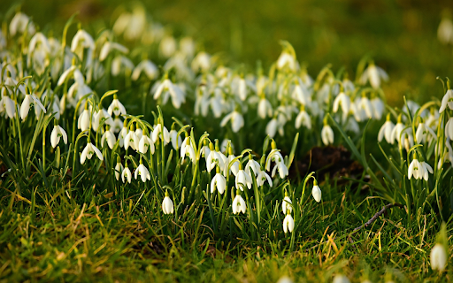 White flower bed from Chrome web store to be run with OffiDocs Chromium online White flower bed from Chrome web store to be run with OffiDocs Chromium online