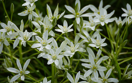 White flower branches bloom from Chrome web store to be run with OffiDocs Chromium online White flower branches bloom from Chrome web store to be run with OffiDocs Chromium online